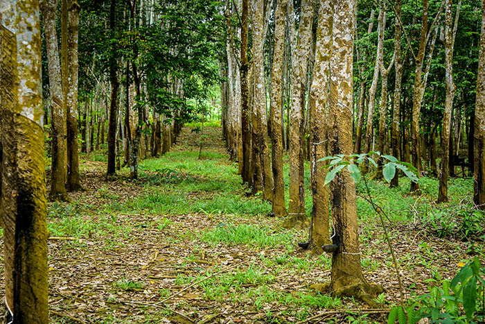 SUB: Rubber trees grow in rows in South Sumatra, Indonesia. Photo by I. Cooke Vieira/CIFOR