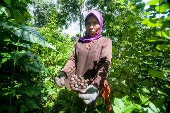 SUB: A woman holds candlenuts in Sumbawa Besar, West Nusa Tenggara, Indonesia. Photo by: A. Erlangga/CIFOR